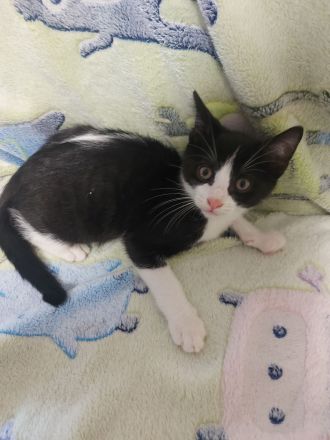 5 liebevolle EKH-Kitten (3 Monate) suchen ihr Für-Immer-Zuhause gegen Schutzgebühr