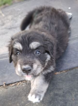 Borderdoodle Welpen