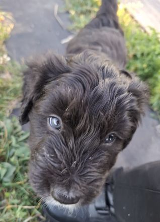Borderdoodle Welpen