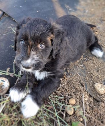 Borderdoodle Welpen