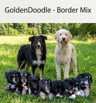 Borderdoodle Welpen