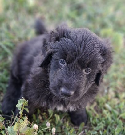 Borderdoodle Welpen