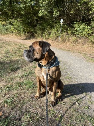 Boxer Welpen