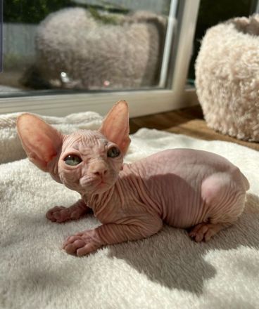 Für ein weibliches Sphynx-Kätzchen wird ein liebevolles Zuhause gesucht.