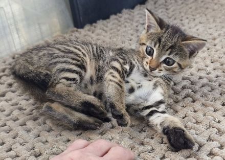 Zuckersüßes BKH-Mix Kätzchen sucht Kuschelsofa fürs Leben