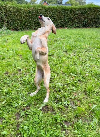 Traumhafte Junghündin (5 Monate) sucht ihr aktives Körbchen – schlau, neugierig & verschmust!