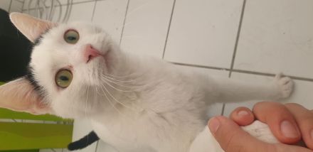 Kater abzugeben