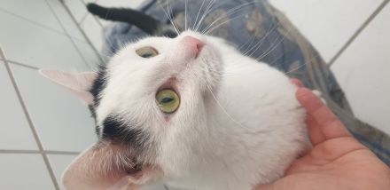Kater abzugeben