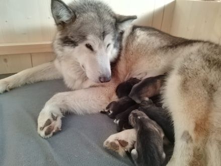 Alaskan Malamute Welpen
