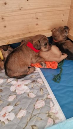 Pudel Malteser Terrier Mix Welpen