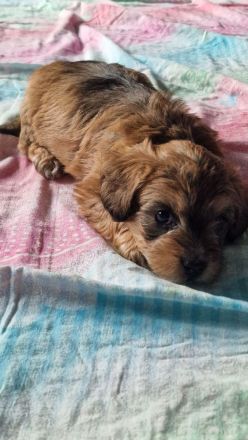 Pudel Malteser Terrier Mix Welpen
