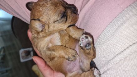 Pudel Malteser Terrier Mix Welpen