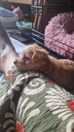 Pudel Malteser Terrier Mix Welpen