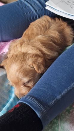 Pudel Malteser Terrier Mix Welpen