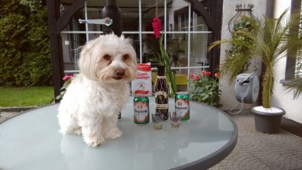 Pudel Malteser Terrier Mix Welpen