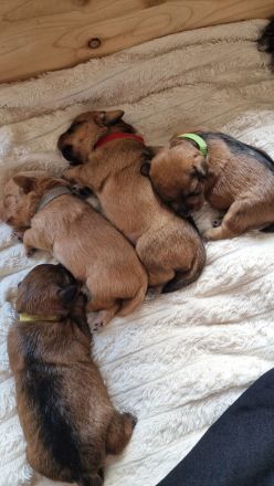 Pudel Malteser Terrier Mix Welpen