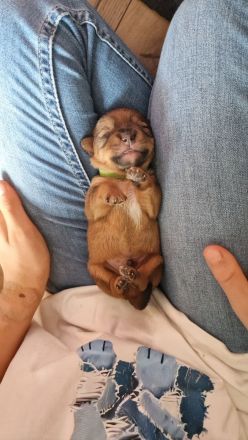 Pudel Malteser Terrier Mix Welpen