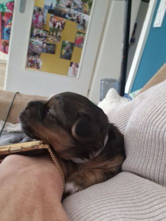 Pudel Malteser Terrier Mix Welpen