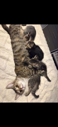 6 süsse baby katzen