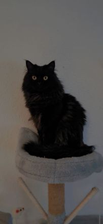 6 süsse baby katzen