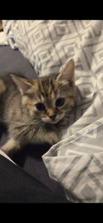 6 süsse baby katzen