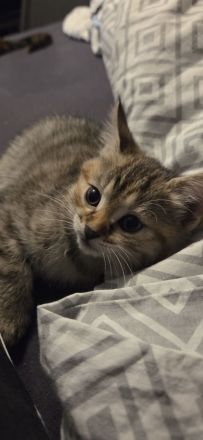 6 süsse baby katzen
