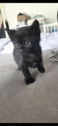 6 süsse baby katzen