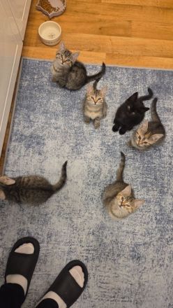 6 süsse baby katzen