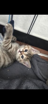 6 süsse baby katzen