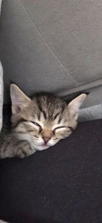 6 süsse baby katzen