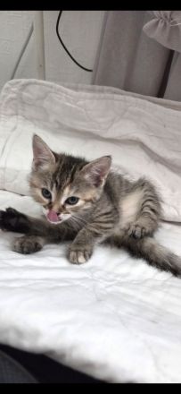 6 süsse baby katzen