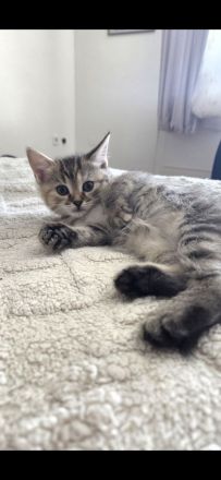 6 süsse baby katzen