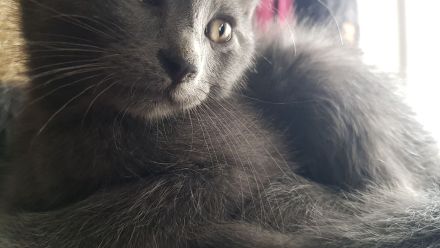 Gepflegte Katzenbabys suchen Neues Zuhause