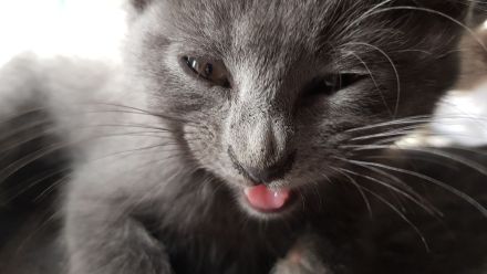 Gepflegte Katzenbabys suchen Neues Zuhause