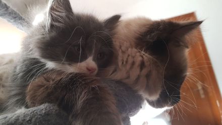 Gepflegte Katzenbabys suchen Neues Zuhause