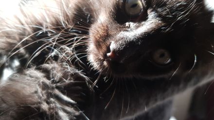 Gepflegte Katzenbabys suchen Neues Zuhause