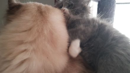 Gepflegte Katzenbabys suchen Neues Zuhause