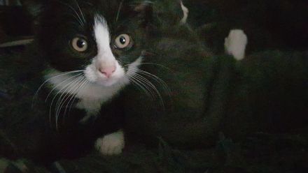 Gepflegte Katzenbabys suchen Neues Zuhause