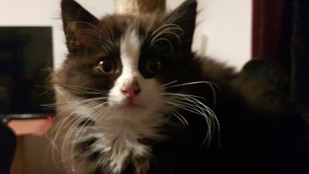 Gepflegte Katzenbabys suchen Neues Zuhause
