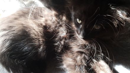 Gepflegte Katzenbabys suchen Neues Zuhause