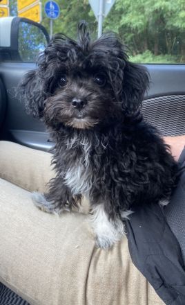 Chipoo Mädchen, Pudel x Chihuahua, ähnlich Maltipoo
