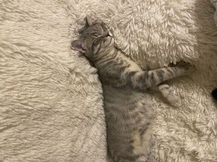 Süße BKH-Kitten suchen ein liebevolles Zuhause