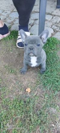 Französische Bulldoggen