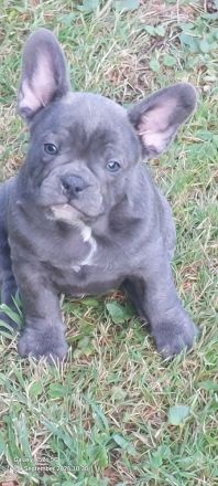 Französische Bulldoggen