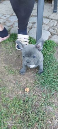Französische Bulldoggen