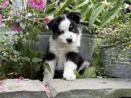 Bezaubernde Mini Aussie Babies