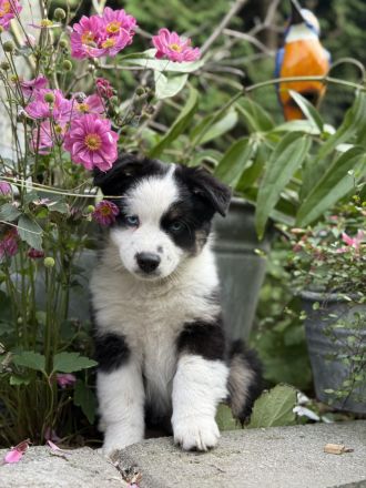 Bezaubernde Mini Aussie Babies