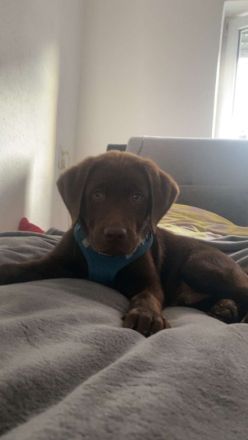 13 Wochen alter reinrassiger Labradorrüde sucht liebevolles Zuhause
