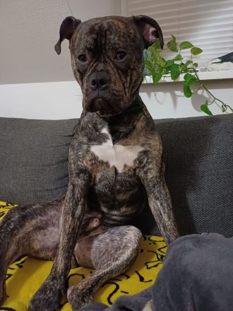 Süßer Englische Bulldogge Boxer Mix