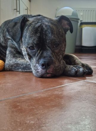 Süßer Englische Bulldogge Boxer Mix